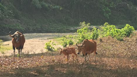 banteng, bos javanicus, 4k footage, huai kha kaeng wildlife sanctuary, thailand