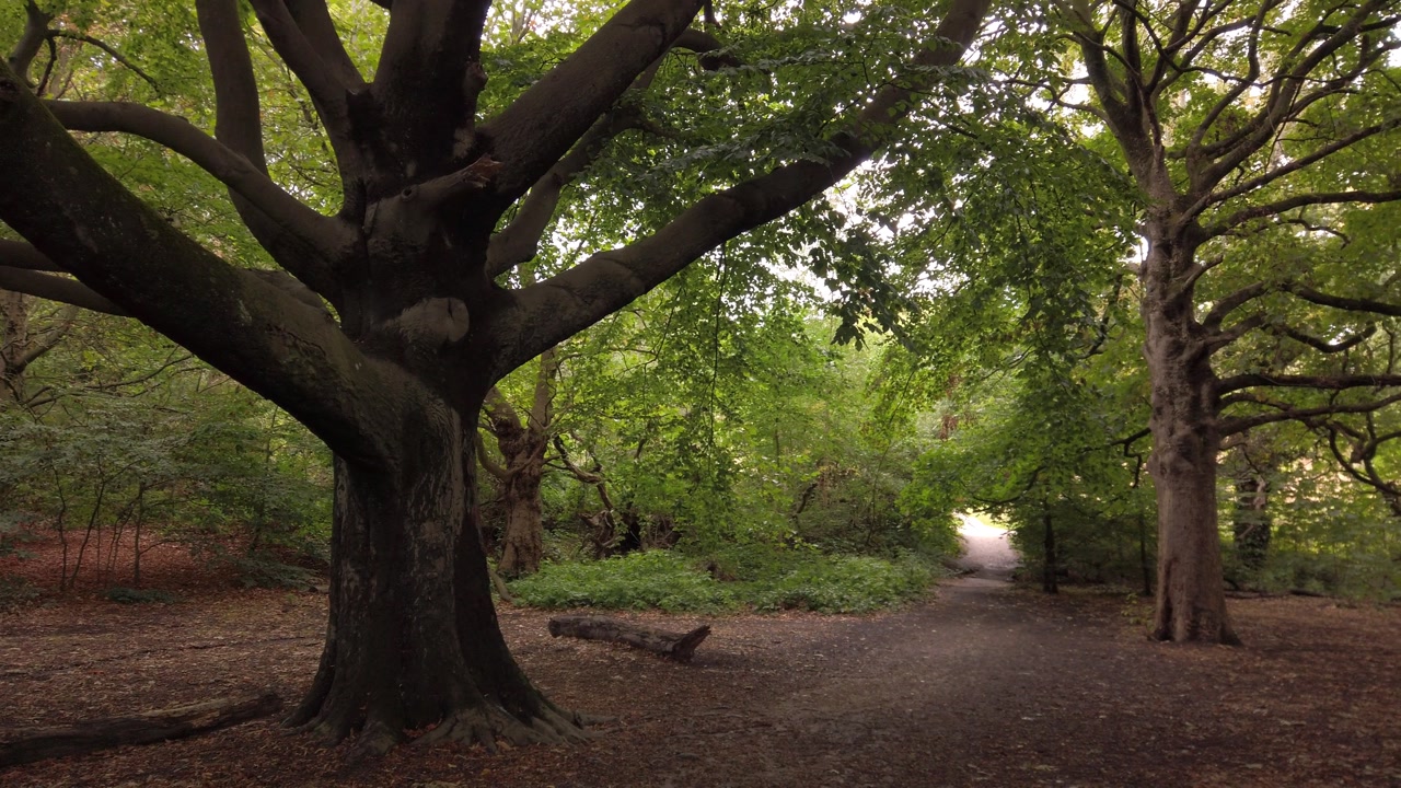 Left-to-right pan through a shaded woodland area in Hampstead Heath, showcasing majestic trees with sprawling branches and filtered sunlight, leading to an open clearing in a peaceful natural setting.