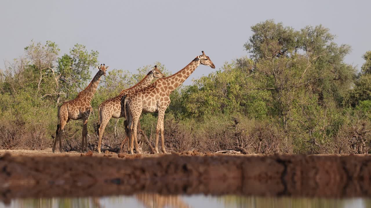 Wide shot of three giraffes standing in the distance from a waterhole. The young giraffe is scratching her head on the other one, Mashatu Game Reserve