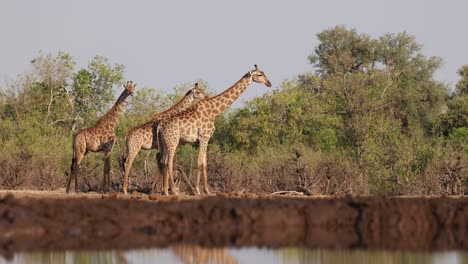 wide shot of three giraffes standing in the distance from a waterhole. the young giraffe is scratching her head on the other one, mashatu game reserve