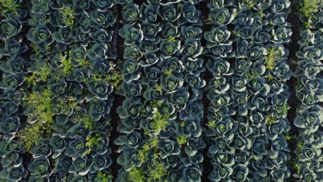drone shot reveals large cabbage farm field in harvesting season, top view