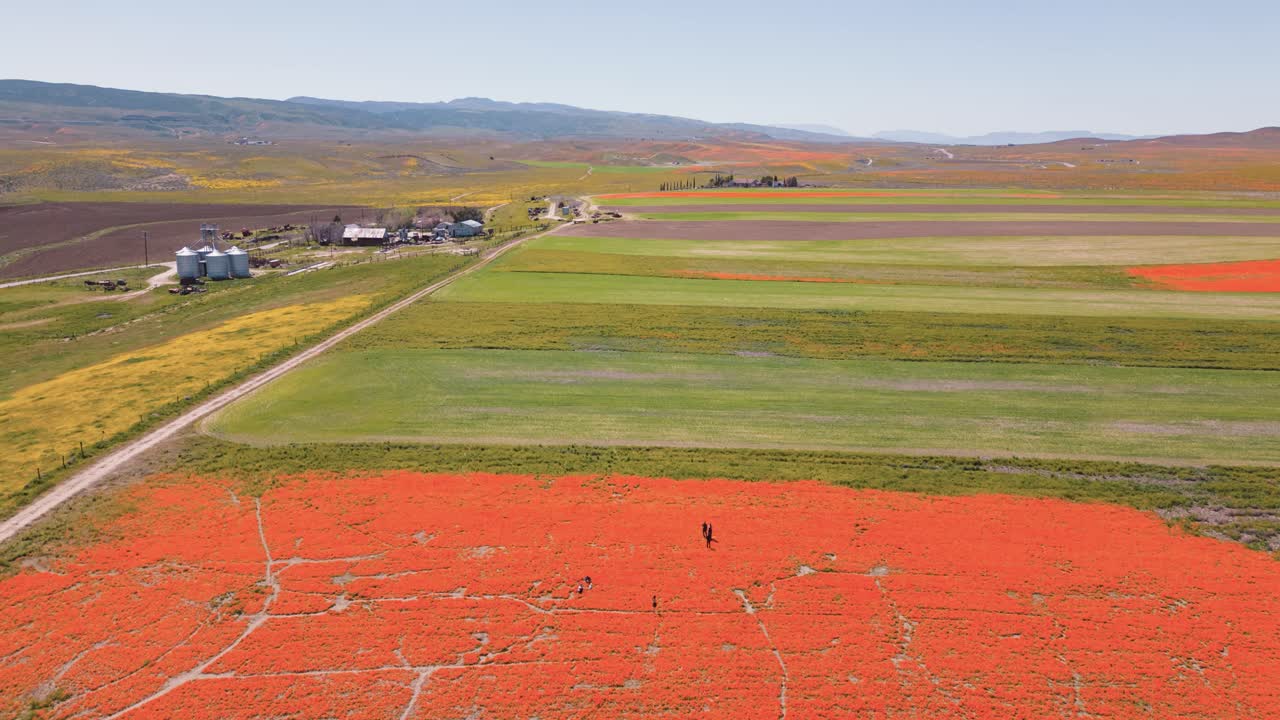 캘리포니아의 공중 드론 타임  ⁇ 프 슈퍼 꽃 피는 꽃 초원 사람들과 함께 사진을 찍고 따뜻한 활기찬 다채로운 봄 날을 즐기고
