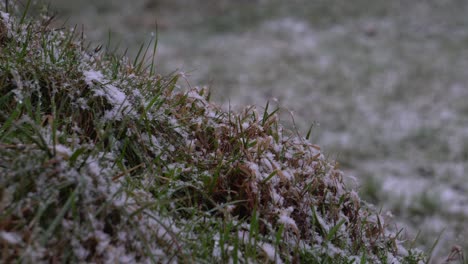 Hierba-Helada-En-El-Frío-Invierno