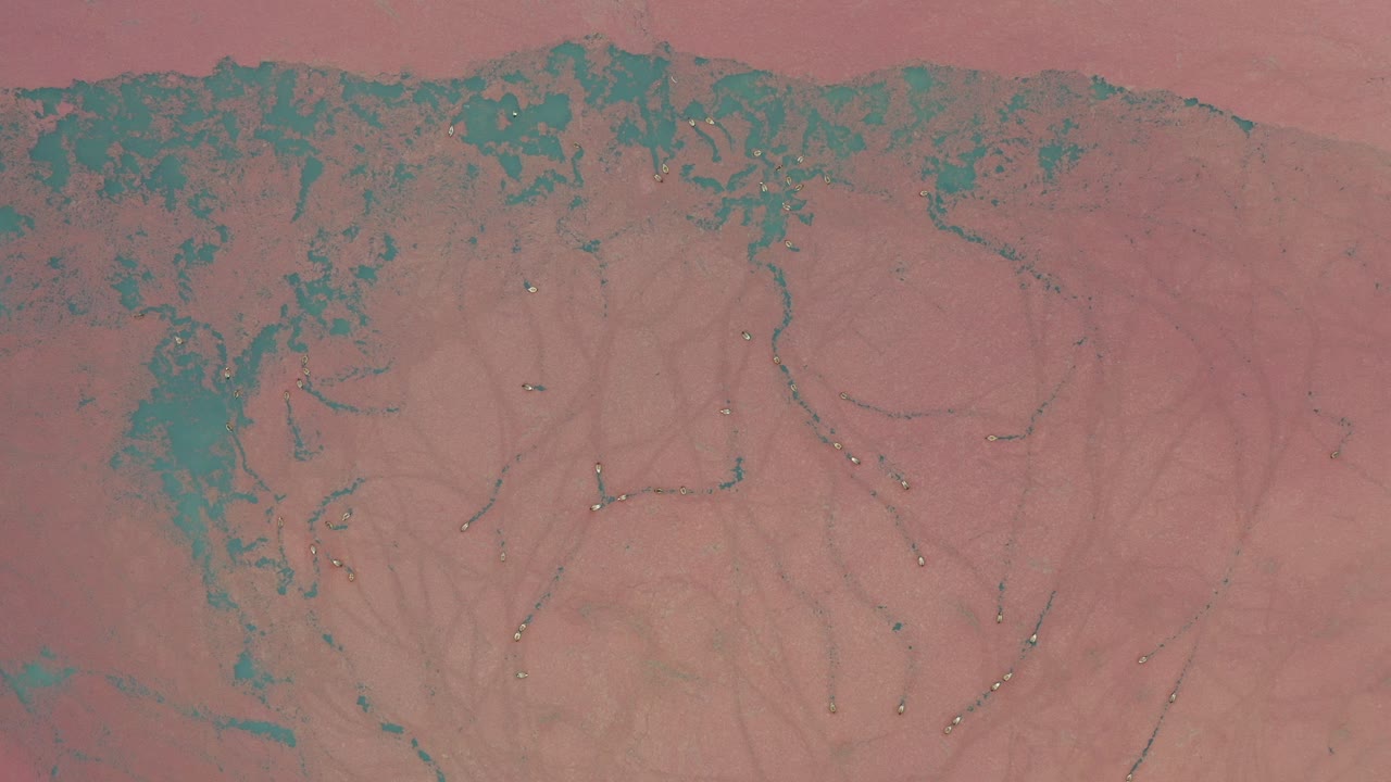 vista aérea de un lago o pantano rosado