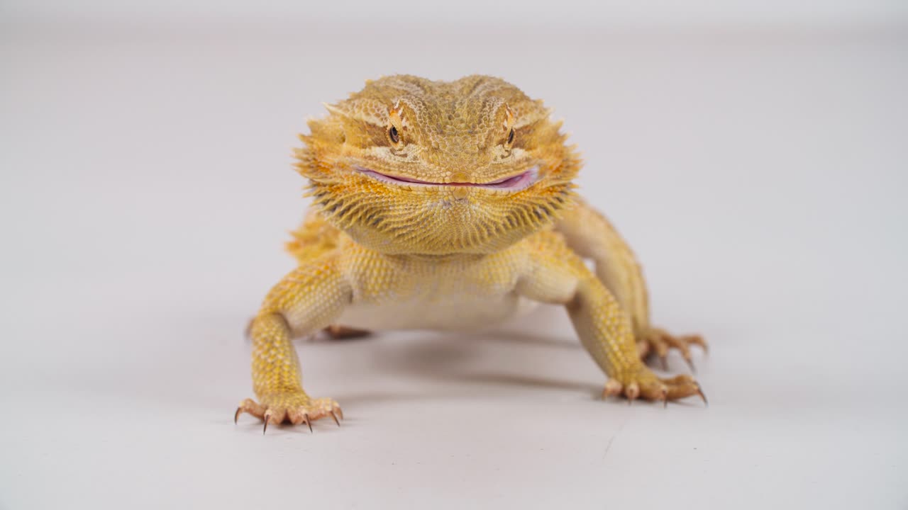An Australian Central Bearded Dragon scurries towards a super worm, and then eats it, shot on a white background.