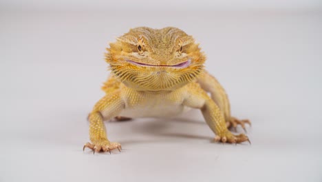an australian central bearded dragon scurries towards a super worm, and then eats it, shot on a white background.