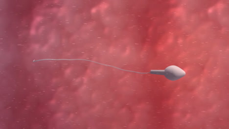 moving egg cell being fertilized by sperm