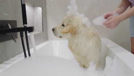 golden retriever puppy getting a bath