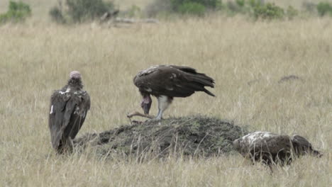 Toma-En-Cámara-Lenta-De-Buitres-Con-Cara-De-Orejera-Alimentándose-De-La-Pierna-De-Un-Antílope-En-La-Sabana-Seca,-Arrancando-La-Carne-Del-Cadáver