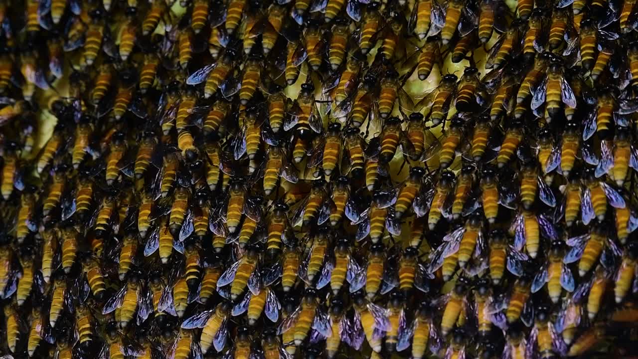 se sabe que las abejas melíferas gigantes construyen grandes colonias de nidos con bolsillos simétricos hechos de cera para almacenar miel como fuente de alimento.