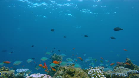 lively coral reef edge with a lot of colorful fish