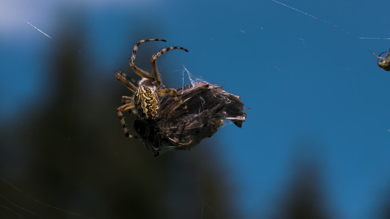 araña en una red con presas