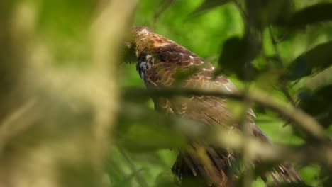 hawk in tree uhd mp4 4 k