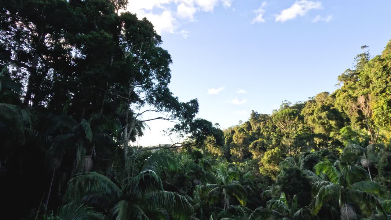 bosque exuberante con un arroyo que fluye