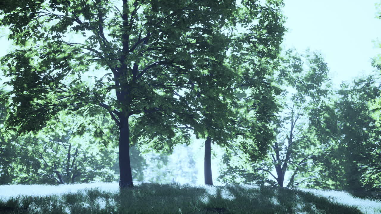 조용한 숲의 풍경