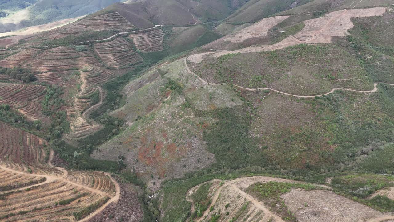 Monocultures vs. native forest in Portugal