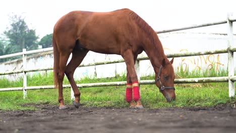 A-brown-horse-eating-in-a-field