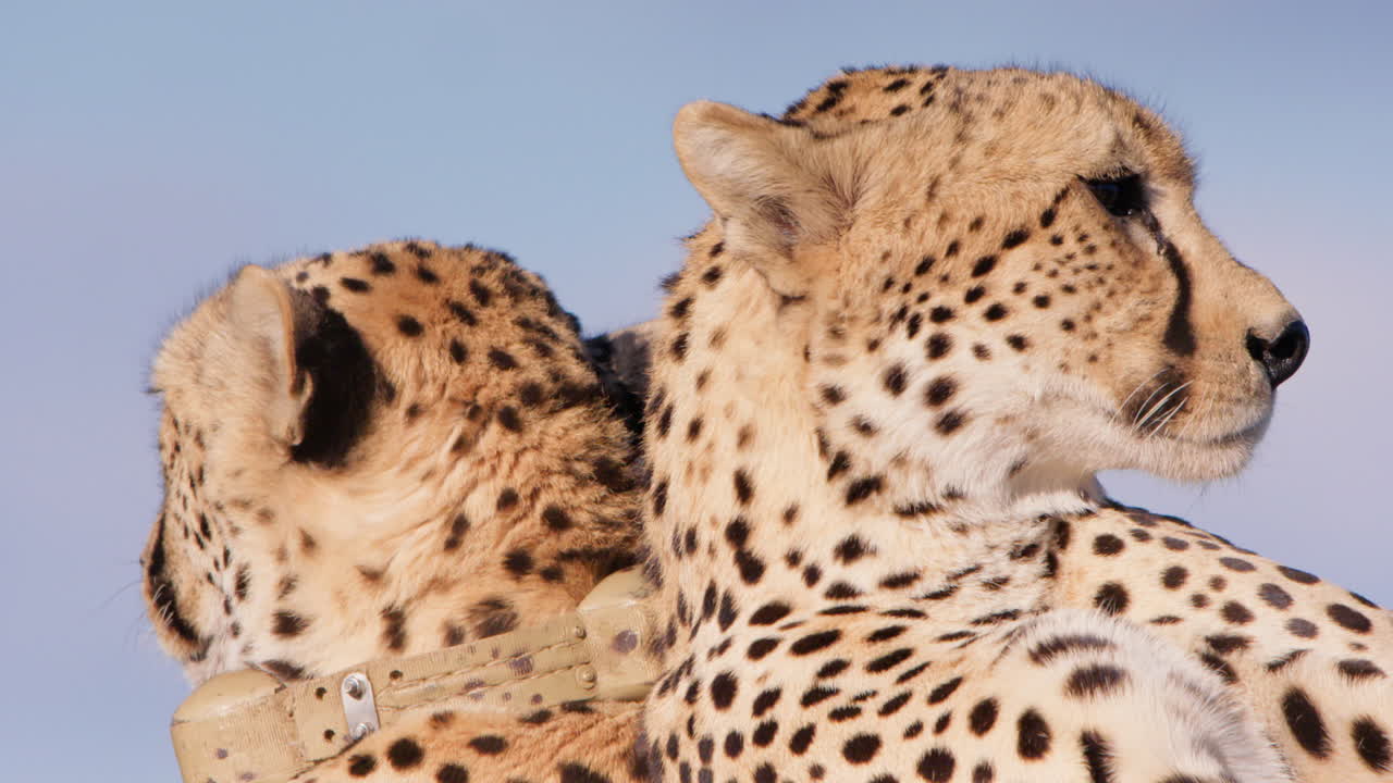 Close up shot of two cheetahs' heads scanning opposite sides