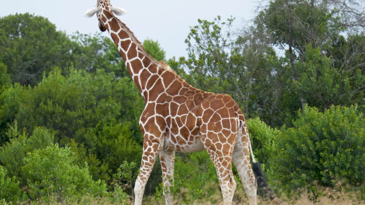 Una jirafa reticulada alta permanece alerta en la sabana y patea con su pata delantera tras notar un elefante cerca en su hábitat natural en Kenia.