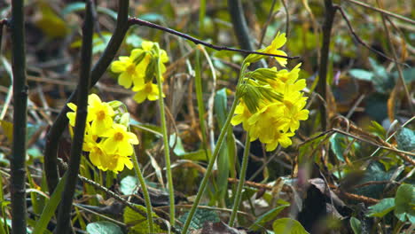flores de prímula que florecen durante la primavera