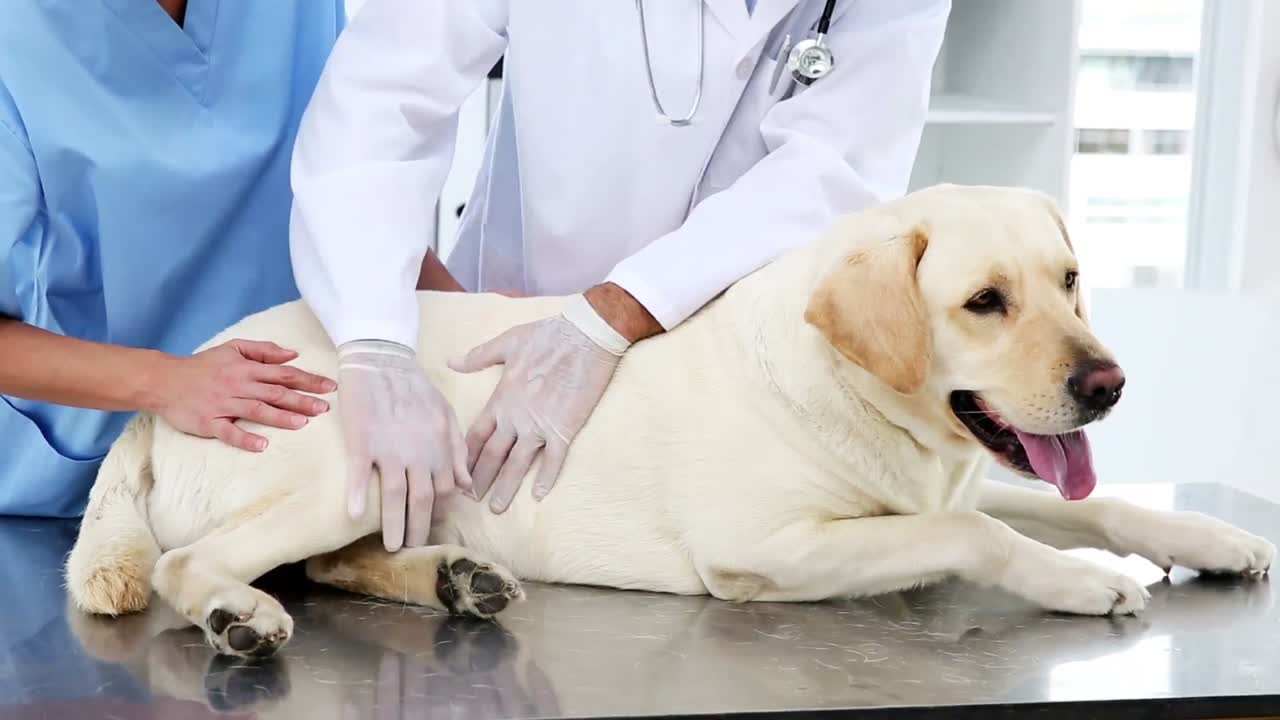 Premium stock video - Two vets checking a yellow labrador