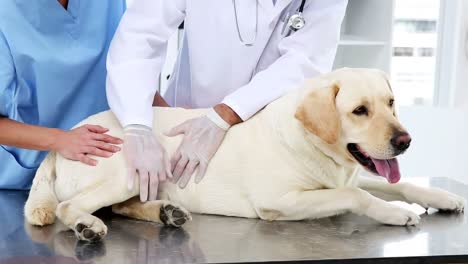 two vets checking a yellow labrador