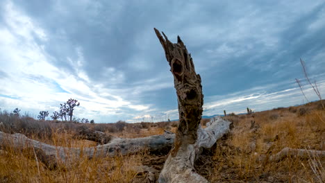 The-remains-of-a-long-dead-Joshua-tree-are-bleached-dry-in-the-Mojave-Desert's-harsh-climate---sliding,-tilt-up-motion-time-lapse
