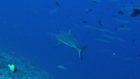 wide angle shot of grey reef shark swimming in the open ocean in the maldives