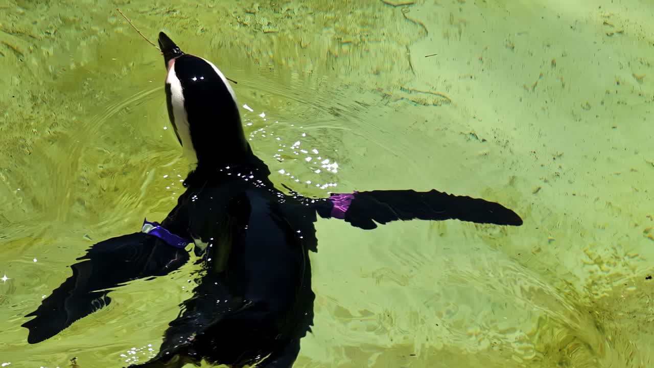 Pinguin schwimmt in klarem Wasser mit offenem Schnabel und erzeugt dabei Wellen.