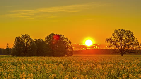 golden sunrise over a yellow field of rapeseed blossoms - time lapse