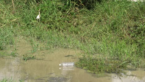 Fluss-Mit-Müll-Plastikflasche.