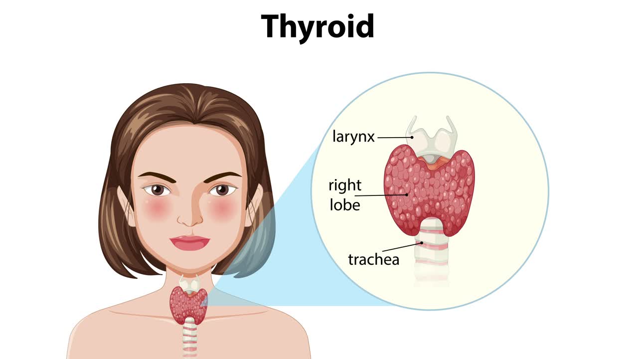 갑상선과 그 구성 요소의 일러스트레이션