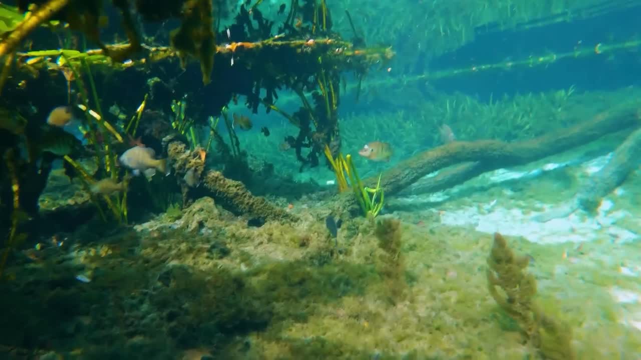 Moving over underwater landscape in Florida springs. Bottom of clear springs freshwater with sandy floor and water vegetation, small fish swimming while water bubbles move. Underwater natural sunlight
