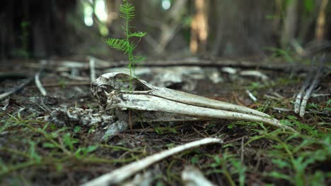 Ein-Holzstorchschädel-Liegt-Auf-Dem-Boden-Eines-Waldes-In-Den-Everglades-Von-Florida