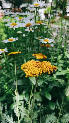 hermosas flores de jardín