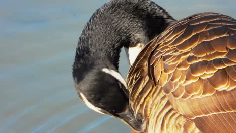 canadian goose grooming itself. handheld, close up