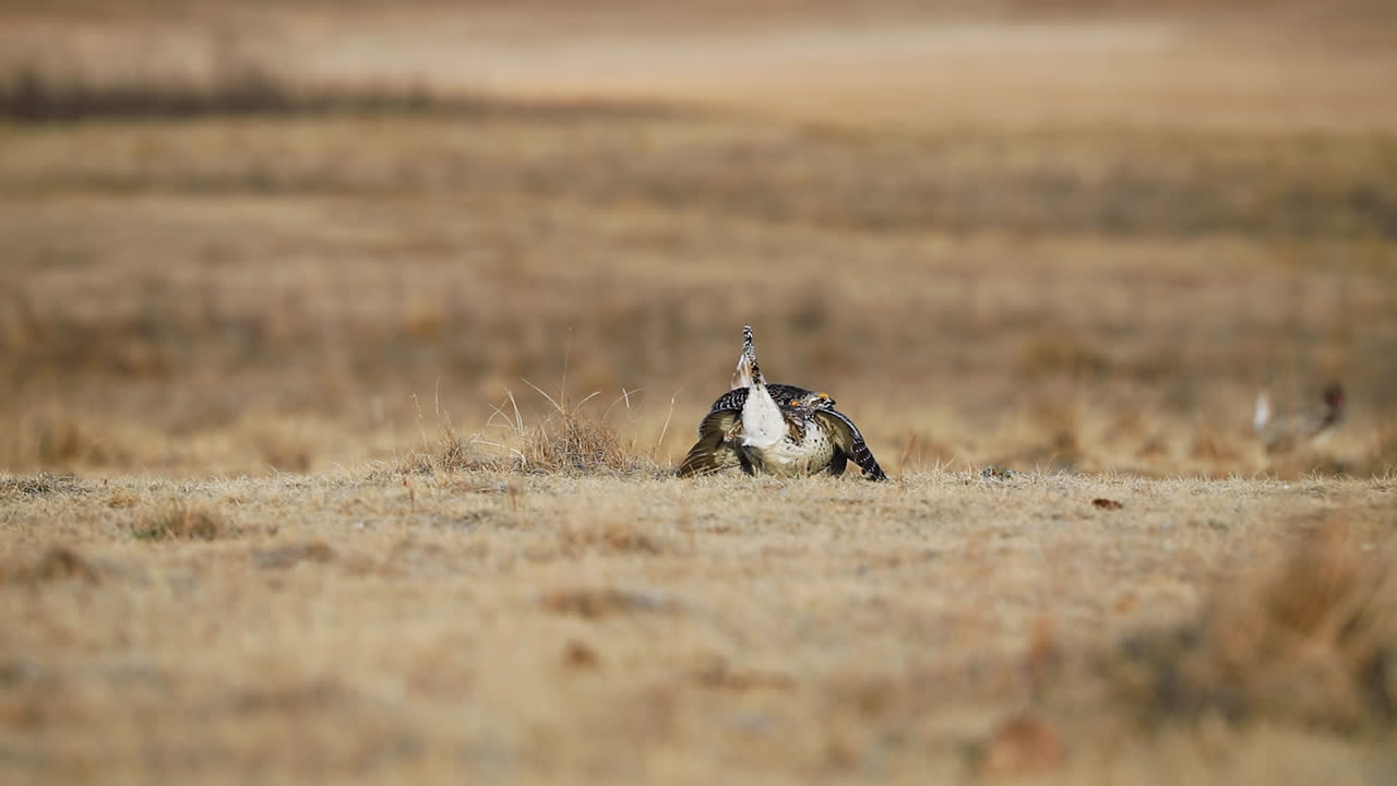 pájaros urogallos de cola afilada bailando en lek en saskatchewan, canadá