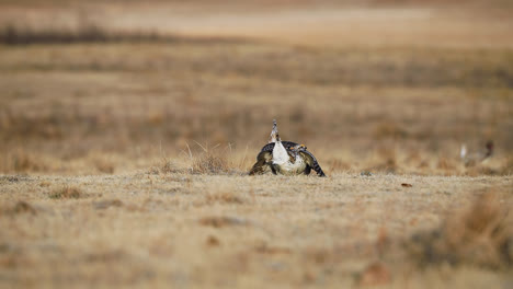 Pájaros-Urogallos-De-Cola-Afilada-Bailando-En-Lek-En-Saskatchewan