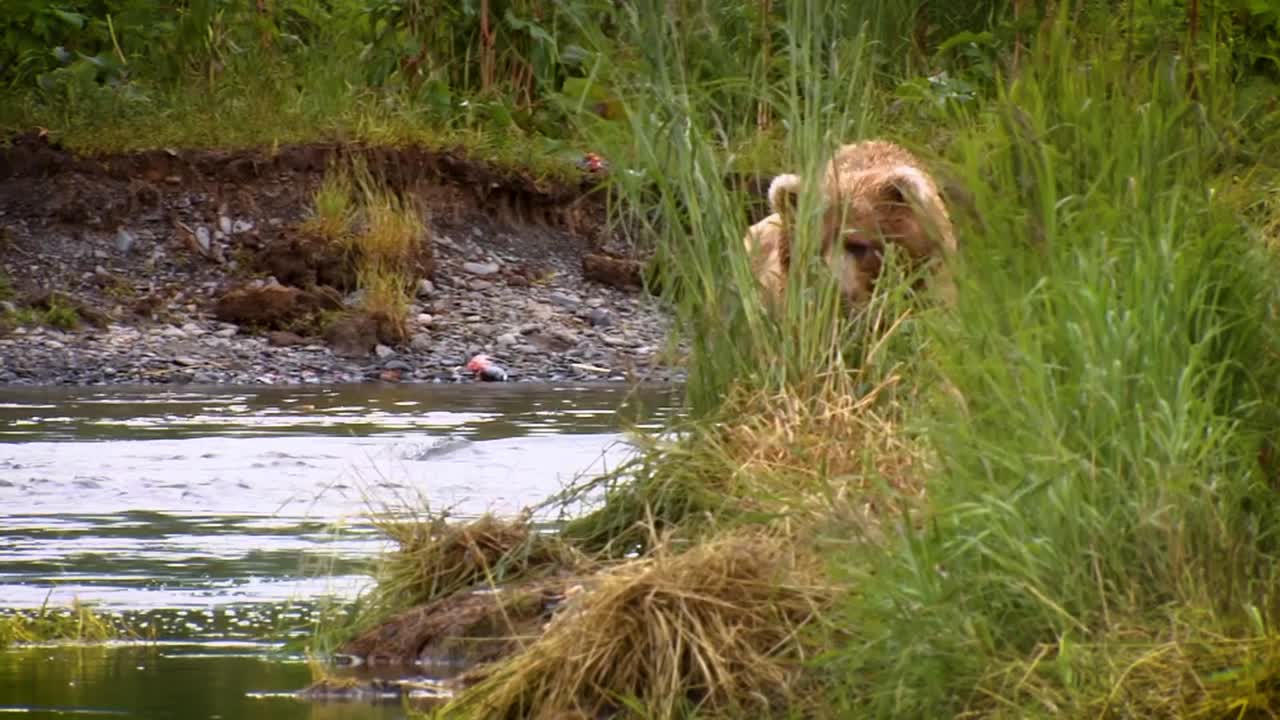 A Mother Kodiak Bear (Ursus Arctos Middendorffi) Fishing In A Creek With Her Cubs Nwr Alaska 2007