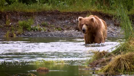 a mother kodiak bear (ursus arctos middendorffi) fishing in a creek with her cubs nwr alaska 2007