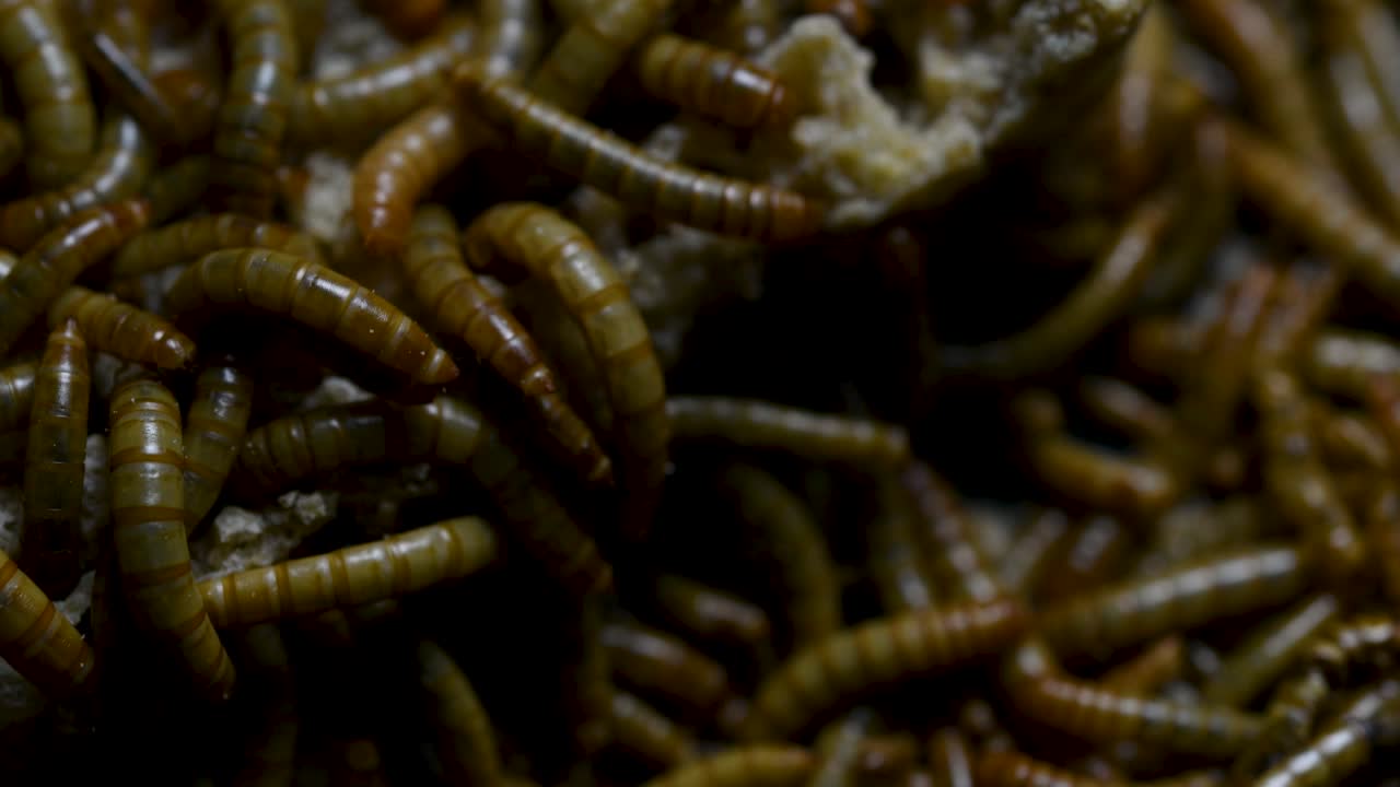 O Tenebrio é uma espécie de besouro Tenebrionidae usado para alimentar animais de estimação como peixes, cobras, pássaros e sapos.