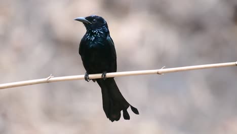 Der-Haarhauben-Drongo-Oder-Ist-In-Asien-Ein-Vogel-Aus-Der-Familie-Der-Dicruridae,-Der-Mit-Dicrurus-Bracteatus-Oder-Spangled-Drongo-Konspezifisch-War,-Bei-Dem-Es-Schwierig-Sein-Kann,-Ihn-Voneinander-Zu-Unterscheiden