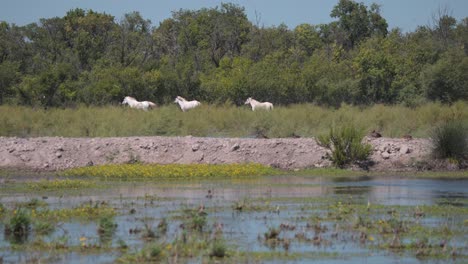 Three-white-wild-horses-trotting-on-bushy-river-wetland-shore,-France