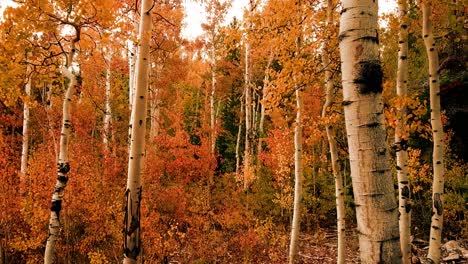 Dolly-in-shot-of-a-scenic-forest-during-autumn,-going-into-a-magical-and-autumnal-forest-with-orange-leaves,-no-people-background