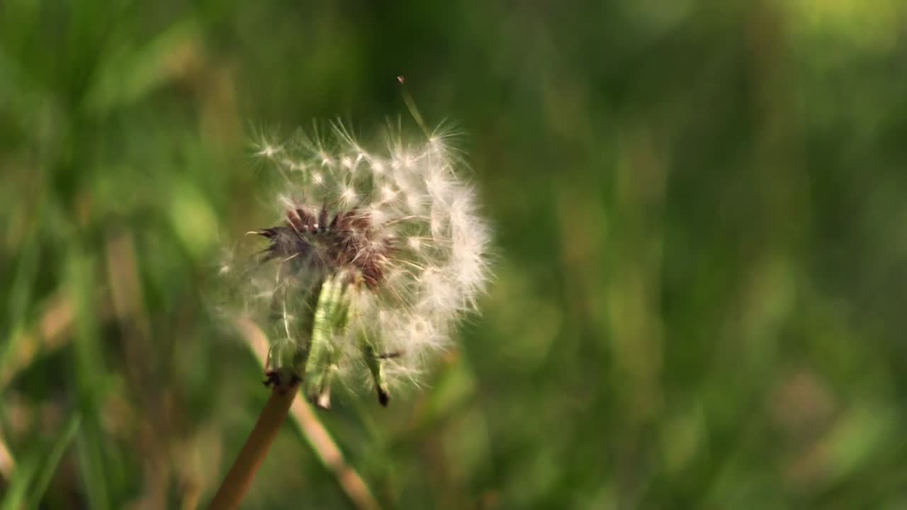 un clip sobre una flor