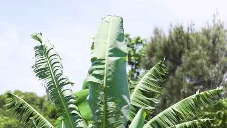 banana leaves swaying gently against a blue sky