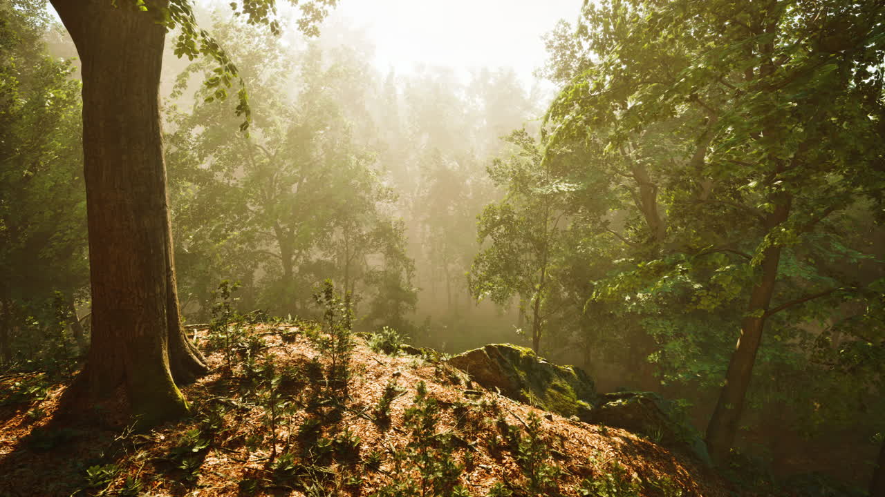 luz del sol del bosque brumoso