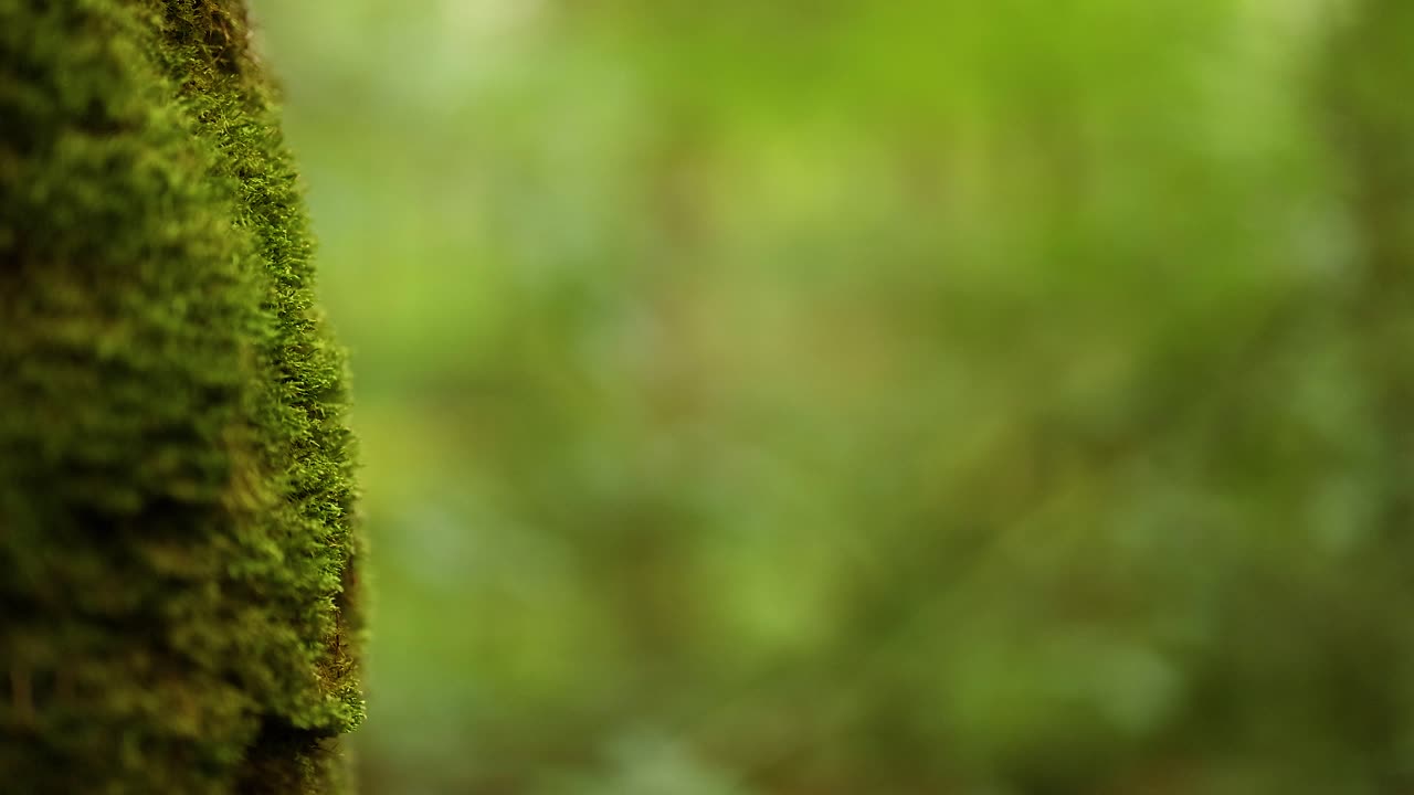 Primo piano di muschio su un albero in una foresta lussureggiante