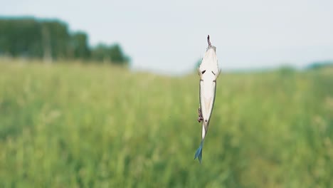 caught fish turns on a fishing hook