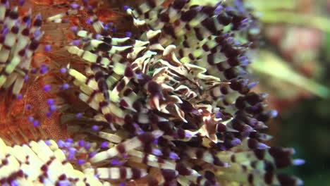 zebra urchin crab moving around between the spines of magnificent fire urchin, underwater closeup shot